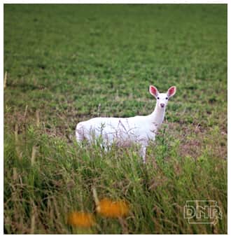 Rare Albino Deer Spotted Repeatedly in Iowa