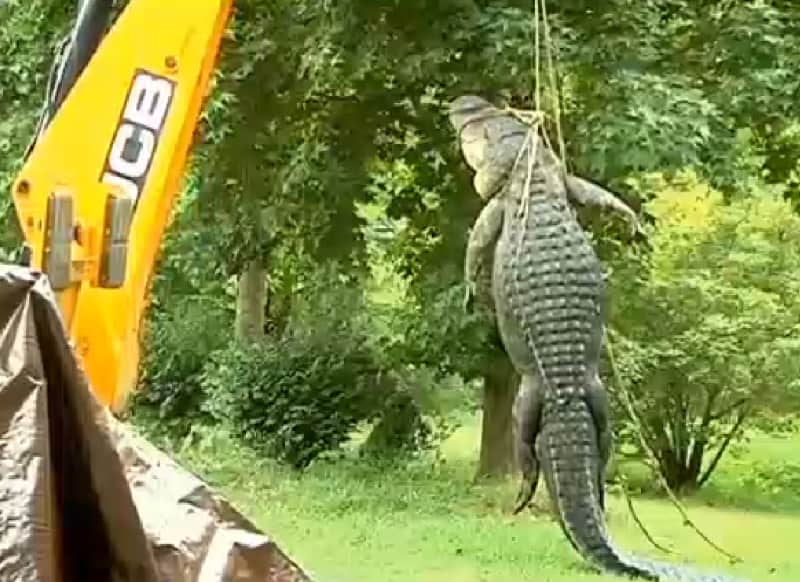 Massive Alligator Killed after Devouring 80-pound Husky