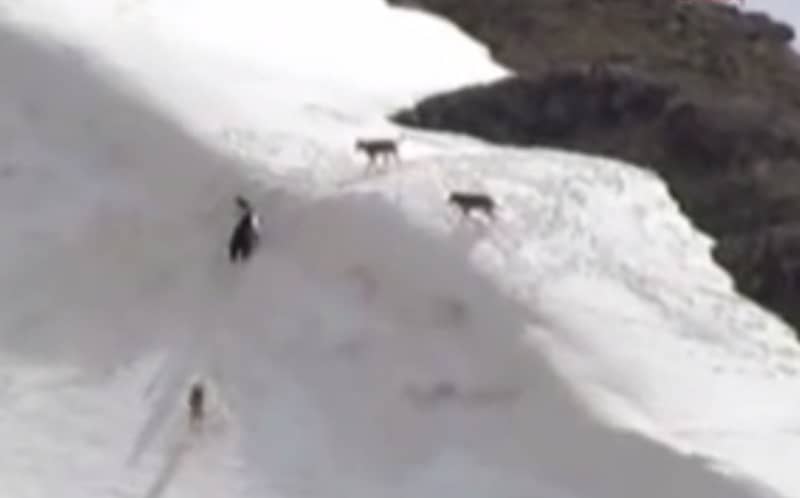Video: Mother Bear Defends Cub from Wolf Pack