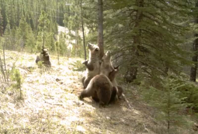 Video: What Bears Do in the Woods