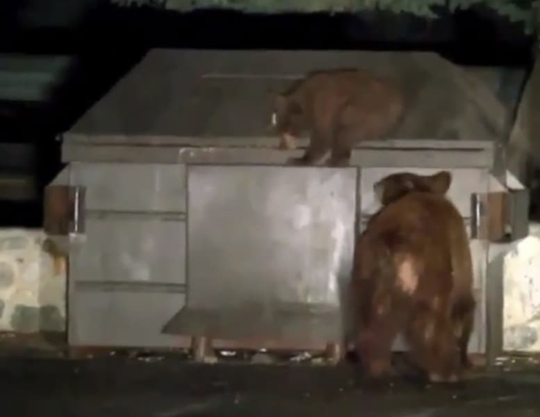 Video: Mother Bear Attempts to Free Cub Locked in Dumpster