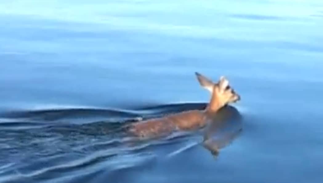 Video: Anglers Herd Swimming Fawn to Safety