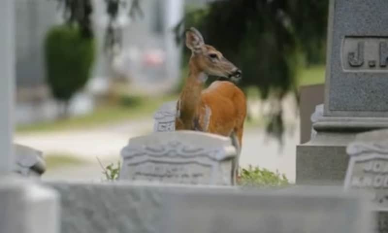 Deer, Coyote Seen Living Together in Cemetery