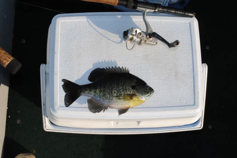 Experimenting and Succeeding: Trolling for Michigan Bluegill