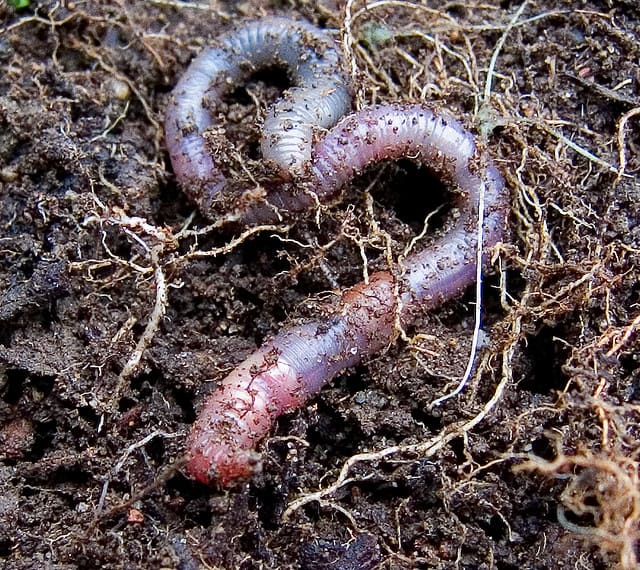 Worm Grunting: The Age-Old Tradition of Charming Worms out of the Ground -  Modern Farmer