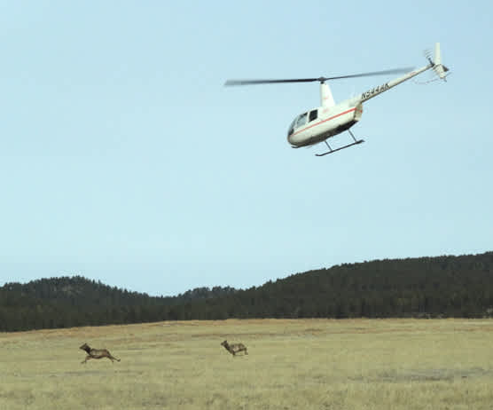 Homesick Elk Ruin South Dakota Park Officials’ Plans