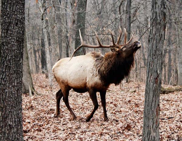 Missouri Elk Hunting May Begin in 2016