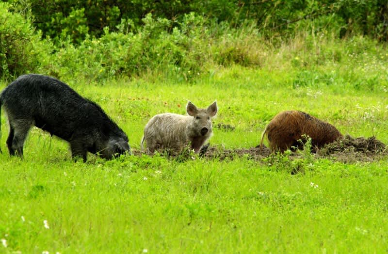Texas Losing Ground in Fight Against Feral Hogs