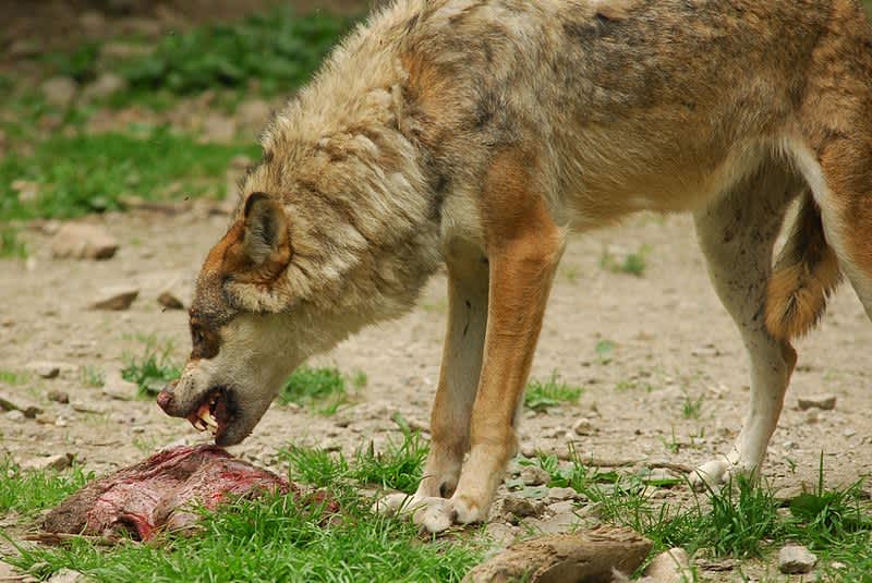 France Calls for North American Wolf Hunters
