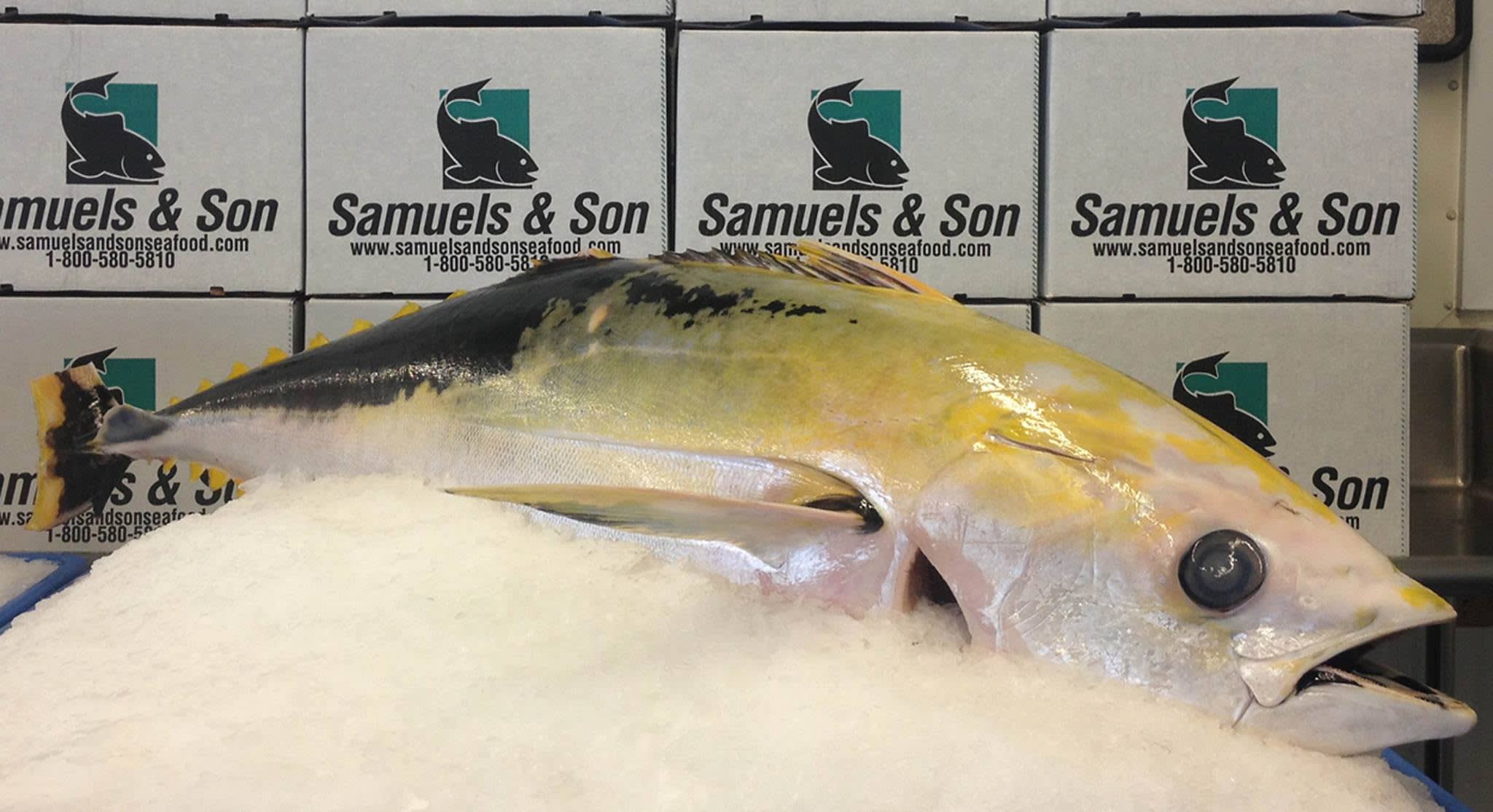 “One-in-a-million” Golden Bigeye Tuna Caught, Made into Sushi