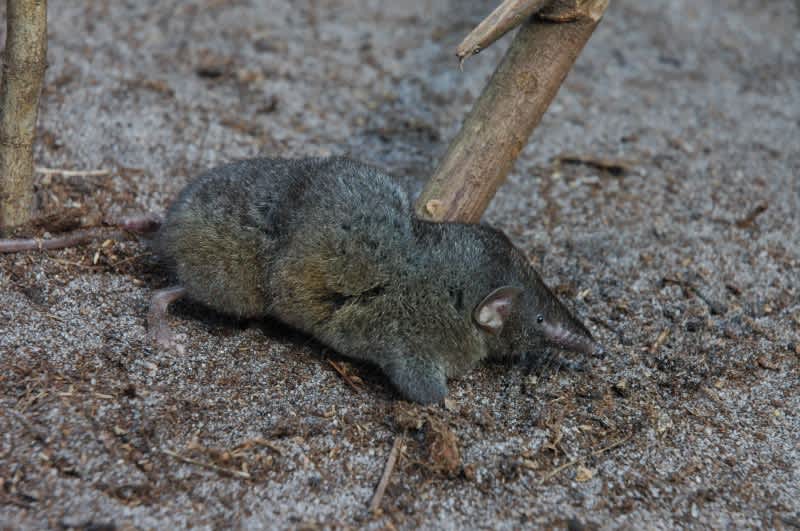 Scientists Discover New “Hero” Shrew Species, Lifts Trees and Logs for Food