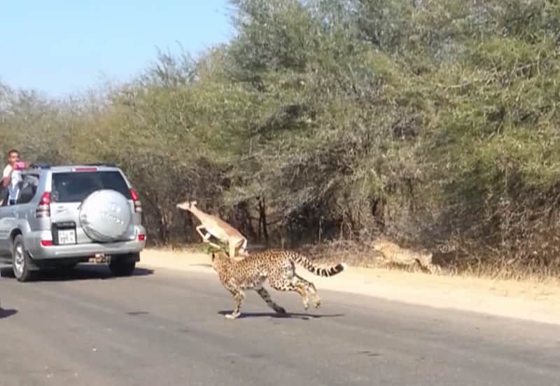 Video: Impala Jumps Inside Safari Car to Escape Cheetahs