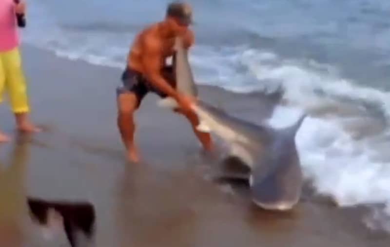 Video: Fisherman Wrestles Shark Ashore