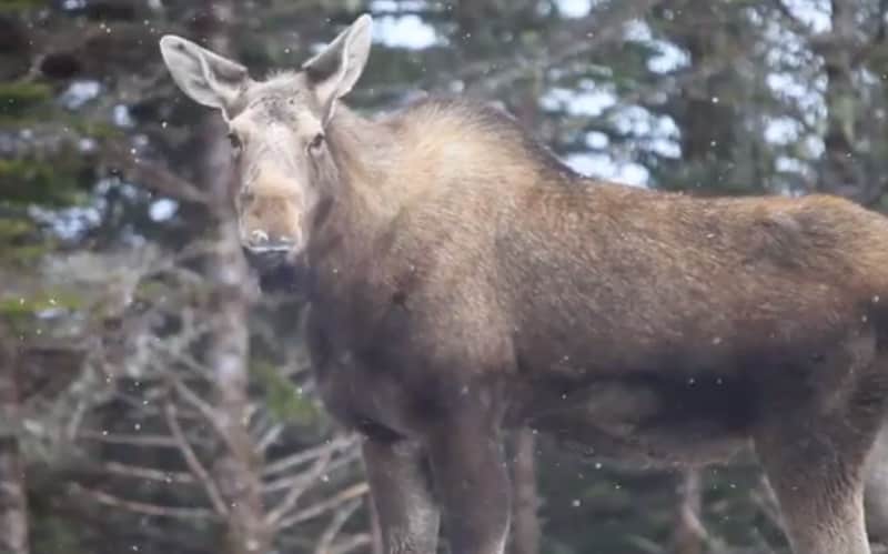 Canadian Outdoorsman Donates Land for Moose Reproduction Project
