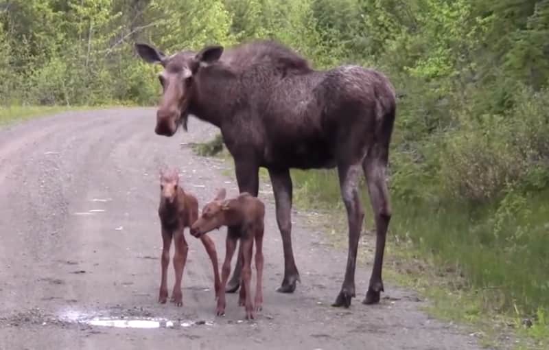 Video: Moose Hogs Road, Charges Motorists