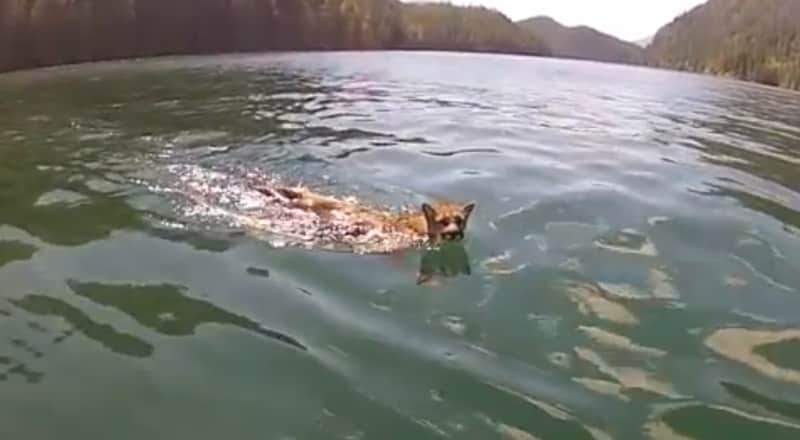 Video: Mountain Lion Swims Alongside Anglers on Trip Between Islands