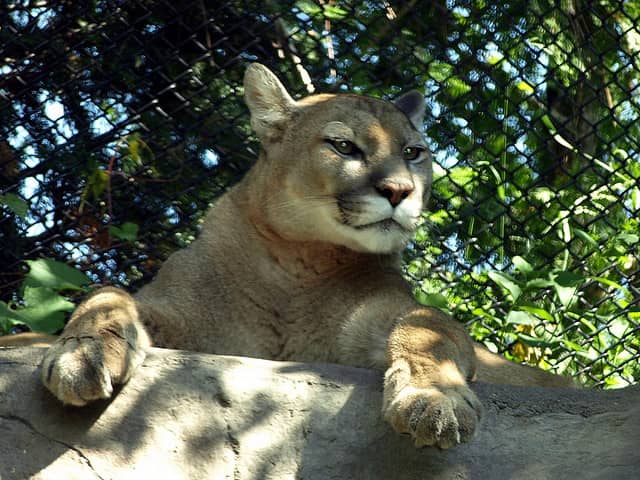 Mountain Lion Menacing New Mexico School Shot by Police Officers