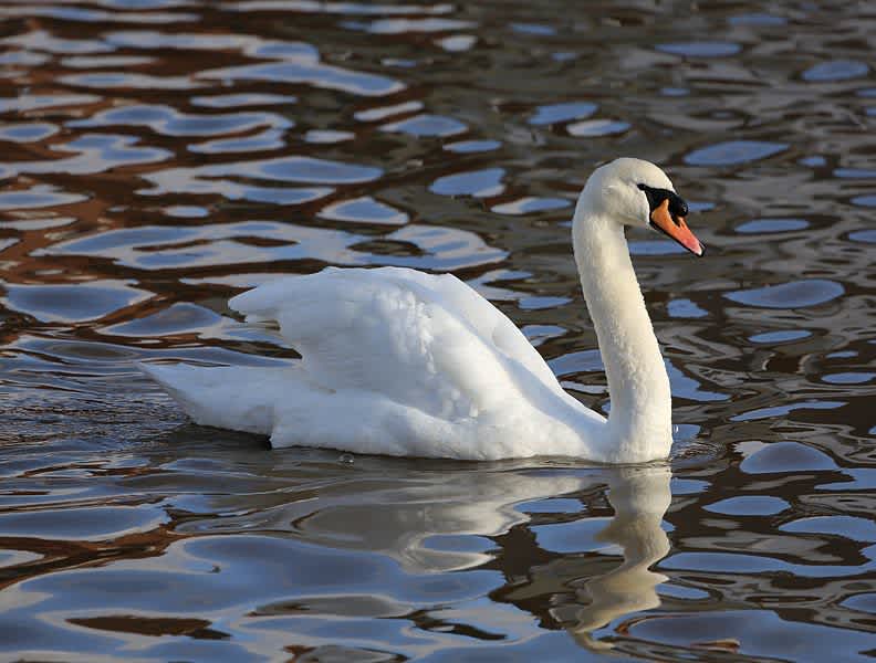 Michigan County Aims to Cull 15,500 Mute Swans