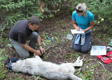 Oregon DFW Approves “Last Resort” Wolf Shooting Provision