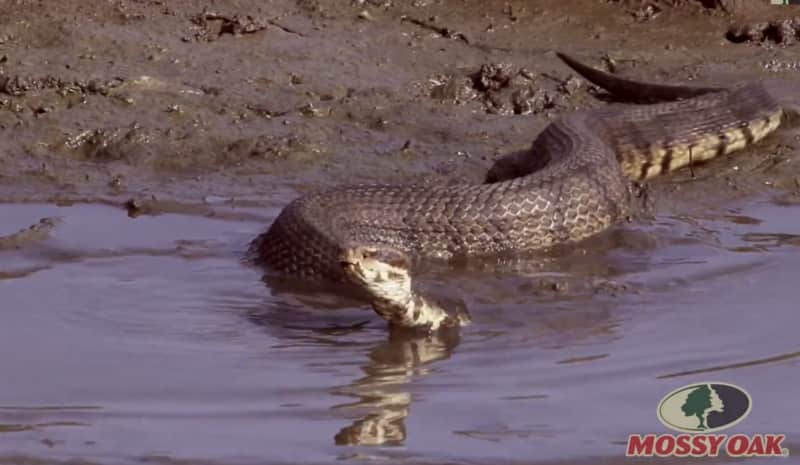 Video: World’s Largest Cottonmouth?