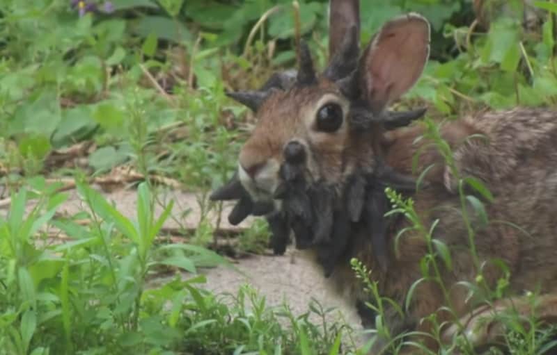 Jackalope? “Horned Rabbit” Caught on Video