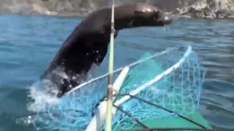 Seal Overturns Angler’s Kayak and Steals Mackerel Buffet