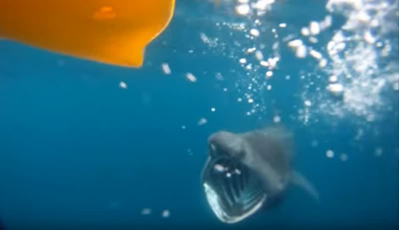 Video: Irish Angler Meets Basking Shark