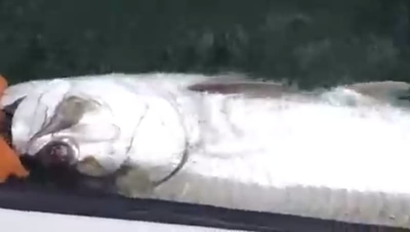 Possible World Record Tarpon Caught and Released in Florida