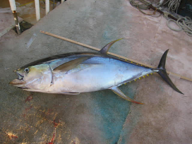 Ahi Tuna Capsizes Hawaiian Angler’s Boat, Drags Him Underwater