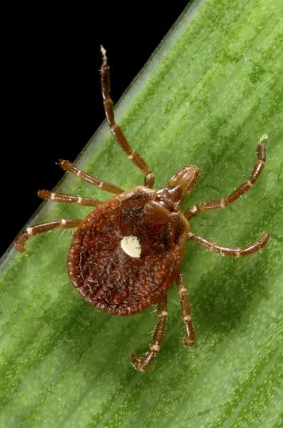 Ticks: Being Proactive for Your Own Health