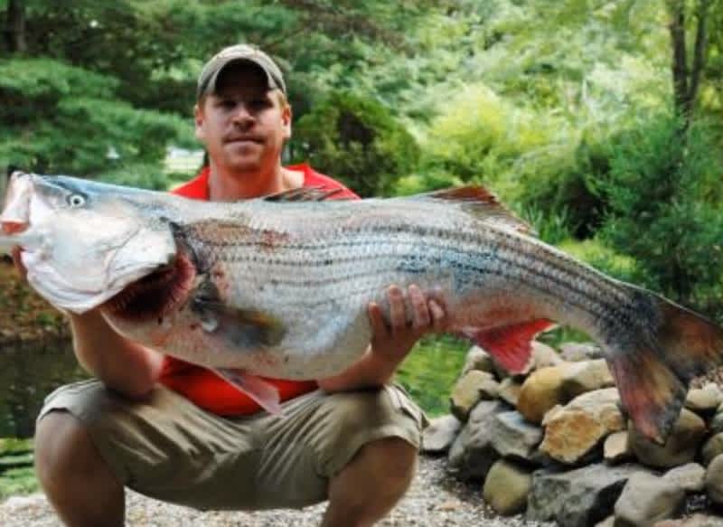 Striped Bass Fisherman Consistently Catches Record-sized Fish