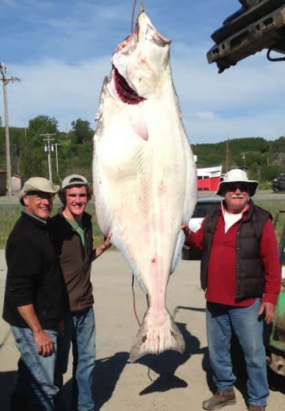 Wisconsin Angler Lands 332-pound Halibut in Alaska
