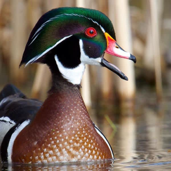 Kentucky Early Waterfowl Seasons Offers Hunters Many Opportunities