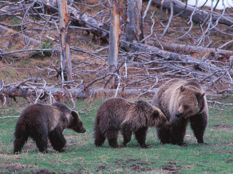 Federal Officials Ready to Delist Yellowstone Grizzlies, Possibly as Soon as 2014