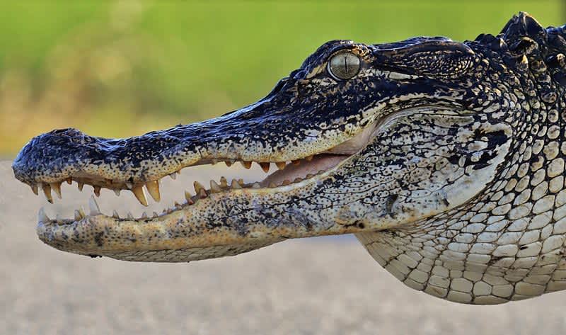 Alligator Euthanized after Surprising Two Young Anglers in Minnesota