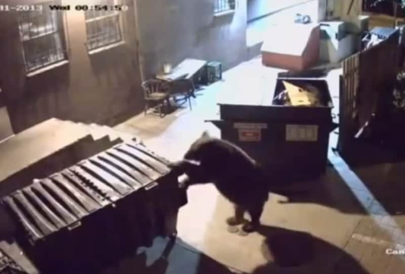 Video: Black Bear Steals Entire Dumpster