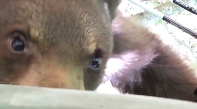Video: A Close Encounter of the Bear Kind