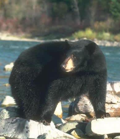 California DFW to Host Bear Aware Information Meeting in Big Bear