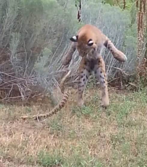 Video: Bobcat Fights Headless Snake