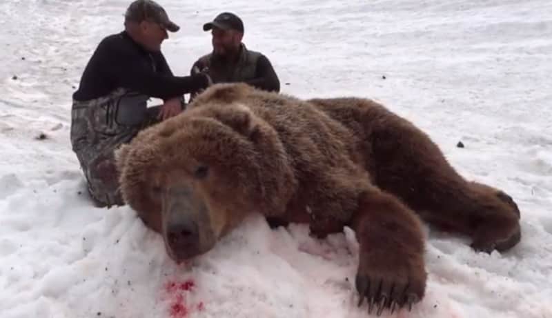 Video: Huge Coastal Brown Bear Takes a Tumble