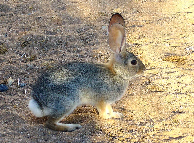 Research Shows Rabbits Use White Tails to Outsmart Predators
