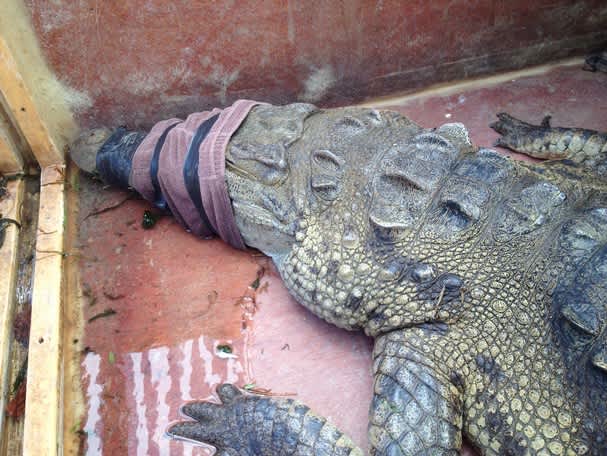 Florida Crocodile Traveled 350 Miles from Birthplace