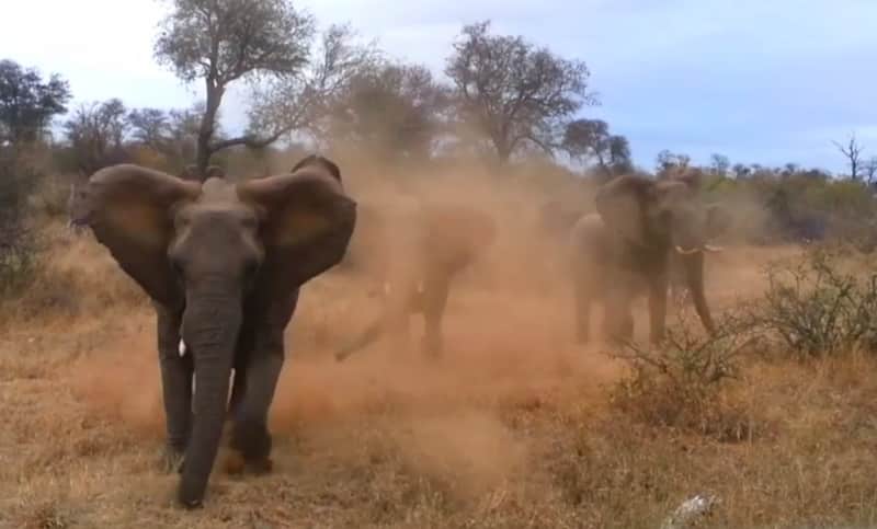 Video: Angry Elephant Flips Over Safari Jeep