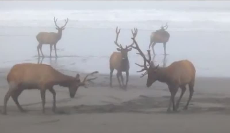 Video: Young Elk Males Stage Mock “Tournament”