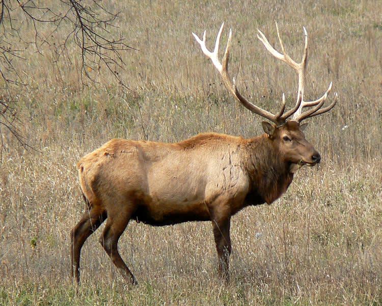West Virginia Seeks Full-scale Elk Reintroduction