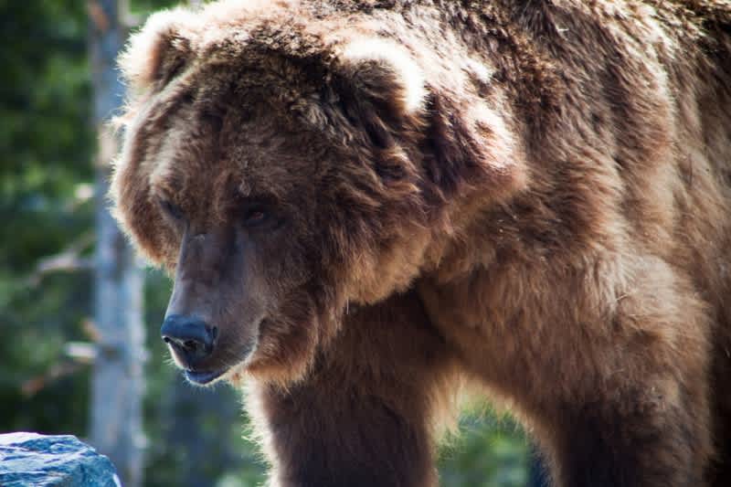 Hunter Found Alive Following Bear Mauling, 36 Hours in Alaska Wilderness