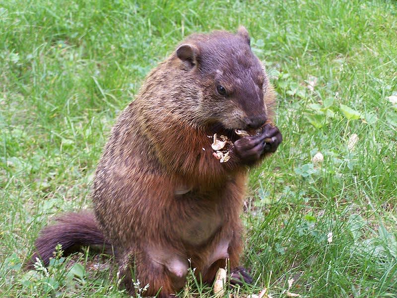 Two Chucks with One Stone: Controlling Groundhog Populations Make for Good Hunting Practice
