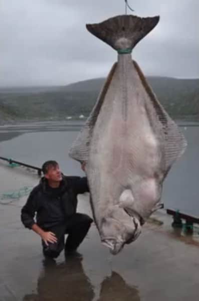 Whopping 513-pound Halibut Caught off Norway, Potential World Record
