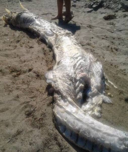 Mysterious 13-foot “Horned” Creature Washes Up on Spanish Beach