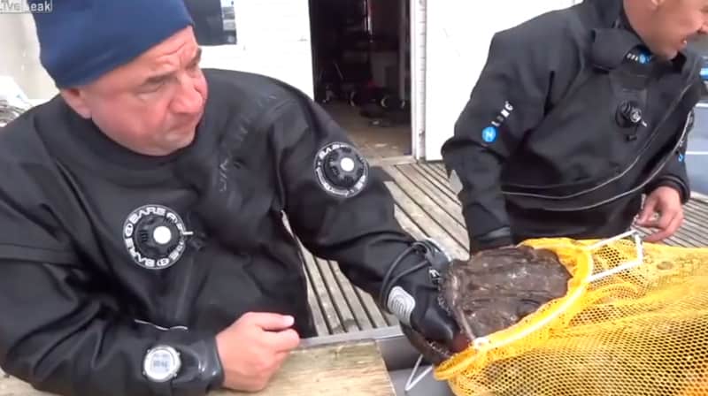 Video: Monkfish Chomps Down on Russian Diver’s Hand
